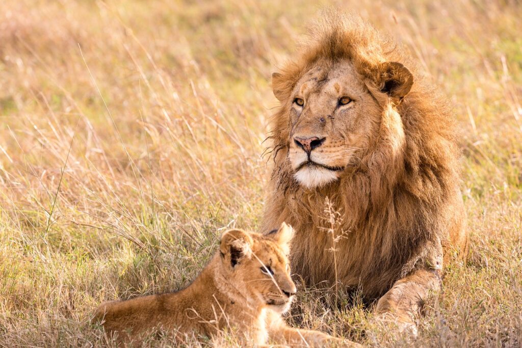 lion, cub, feline-5799523.jpg